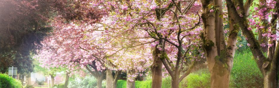 How to Manage & Prevent Asthma Triggers This Spring