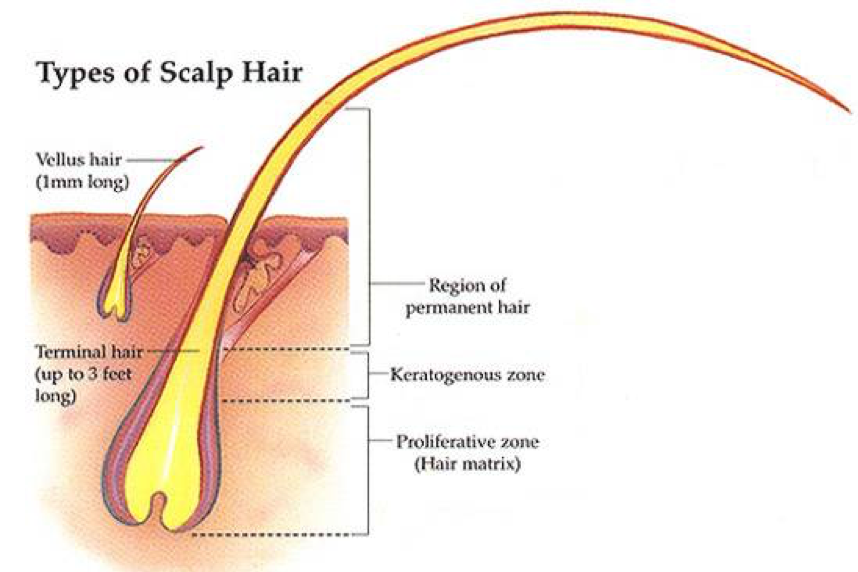 types of scalp hair