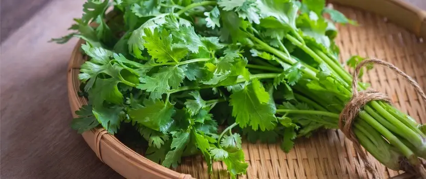 Cilantro to Reduce Cellulite