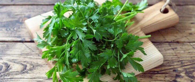 Parsley to Reduce Cellulite